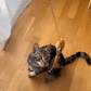 Interactive Bird Simulation Cat Toy Set