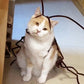 🎉2025 New Products Hot Sale✨Cat Cockroach Costume Kit