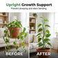 Green Garden Stakes for Climbing Plants